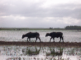 B�ffelfarm