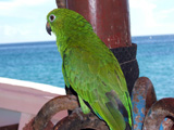 LosTestigos9